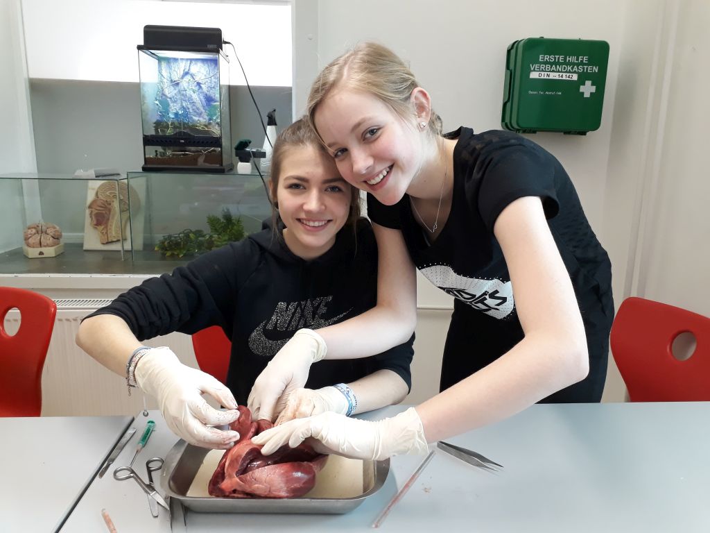 Herz-Sektion Herz-Sektion