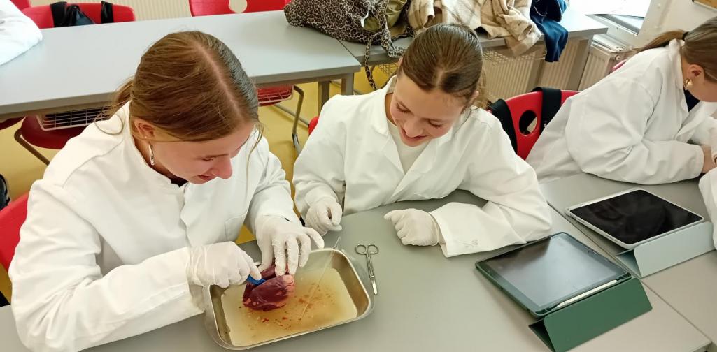Valentina_5B_und_Lorena_5B_beim_Sezieren_eines_Schweineherzens Valentina_5B_und_Lorena_5B_beim_Sezieren_eines_Schweineherzens